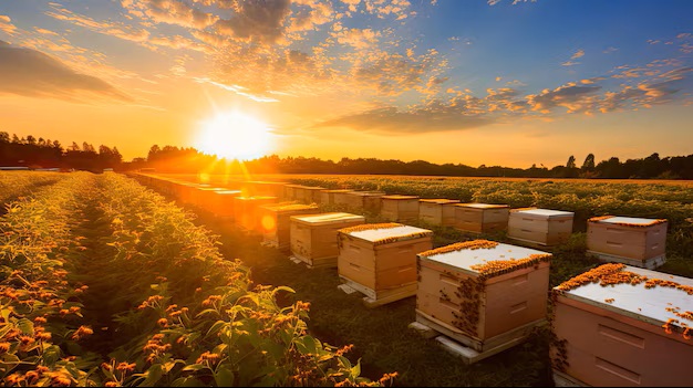 Bee Boxes