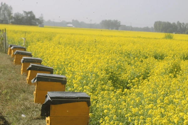 Bee Boxes