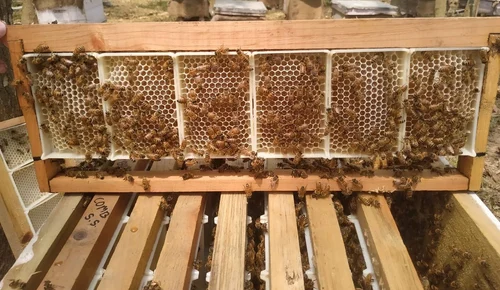 Honey Comb